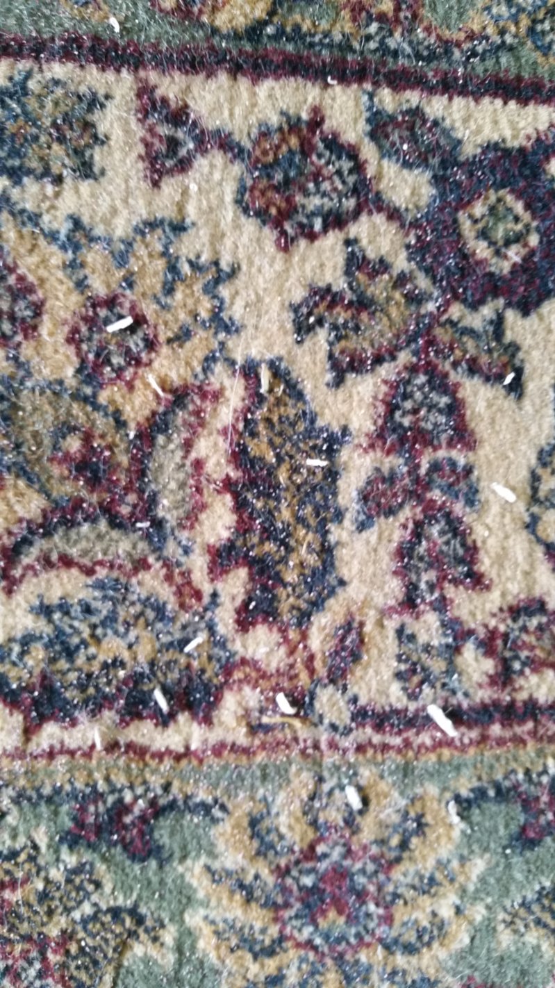 20160512_131900_1463076919394.jpg
