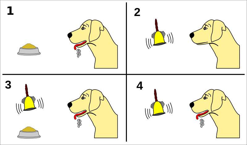 800px-Pavlov%27s_dog_conditioning.svg.png
