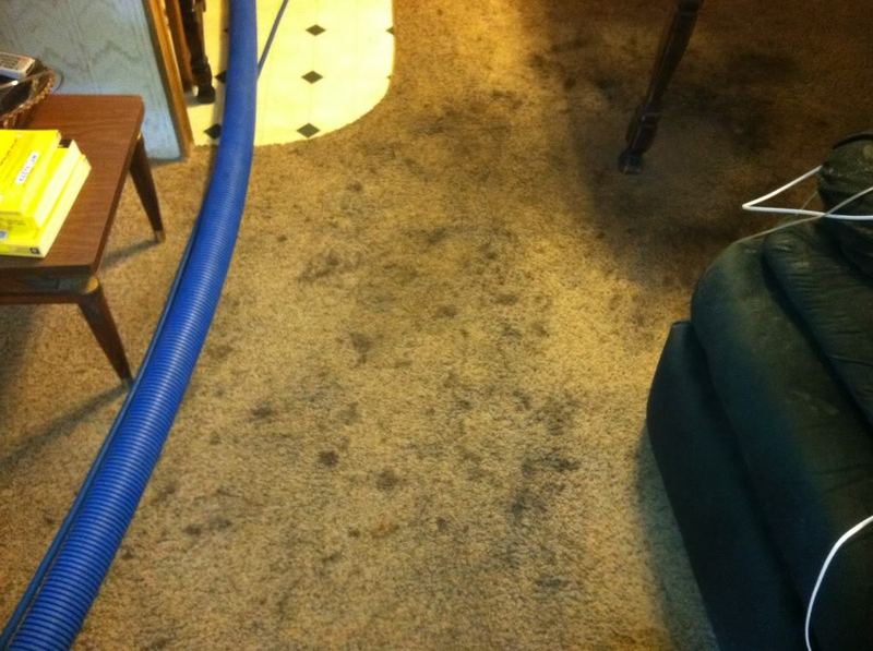 carpet005.jpg