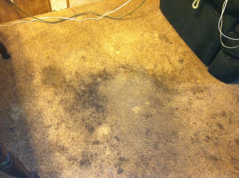carpet006.jpg