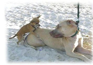 chihuahua_breeding.jpg