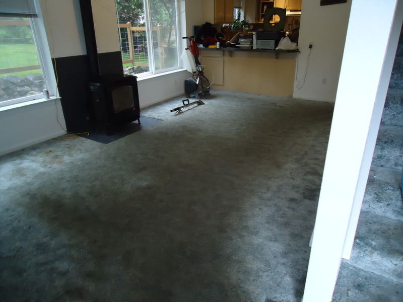 dirtycarpet001.jpg