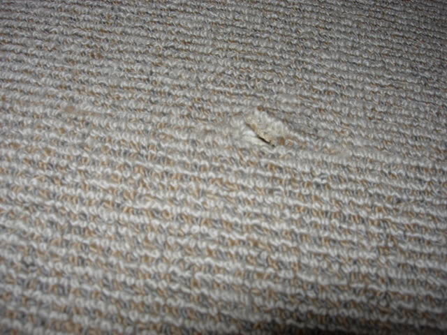 DSCN3229.jpg