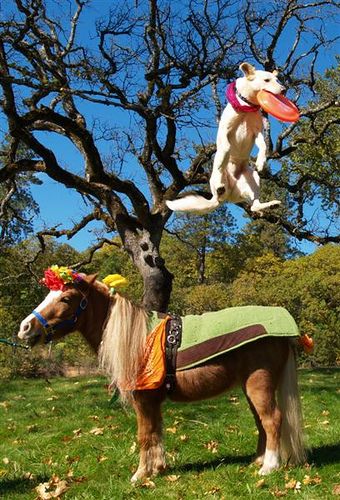 eeb750ab59a9230508280ce0be1188c3--frisbee-pony.jpg