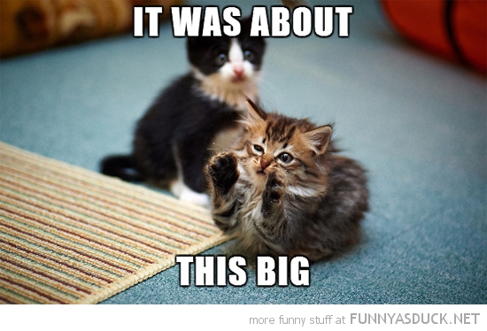 funny-kitten-cat-paws-air-this-big-pics.jpg