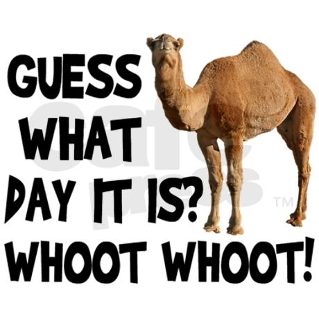 hump-day-camel-www_lovethispic_com_zpsxr9rp6ke.jpg