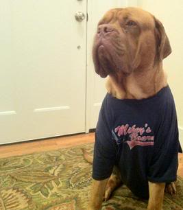 mikesdog.jpg
