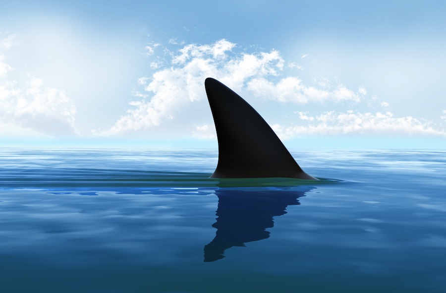 shark11415.jpg