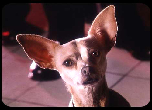 taco_bell_chihuahua_.png