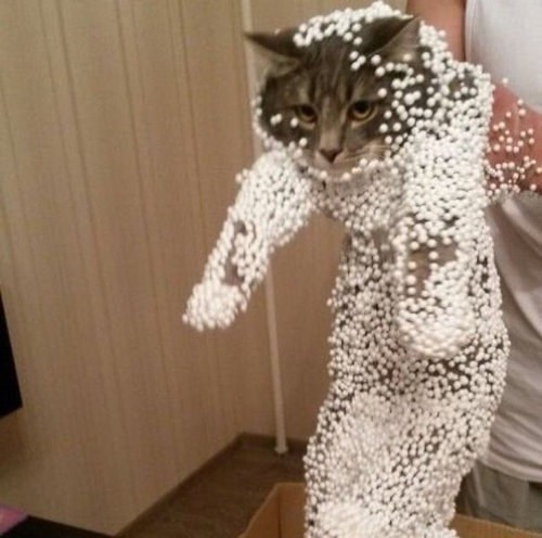Top-10-Curious-Cats-Covered-in-Packing-Peanuts-1.jpg