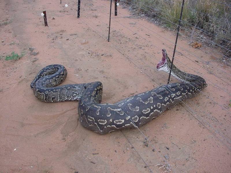 snaketrap01.jpg