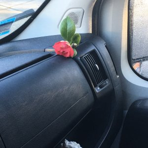 https://mikeysboard.com/threads/flowers-in-the-van.292136