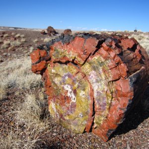 Petrified Wood