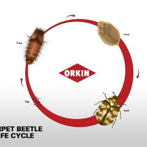 carpet-beetle-life-cycle_7200x5400.jpg