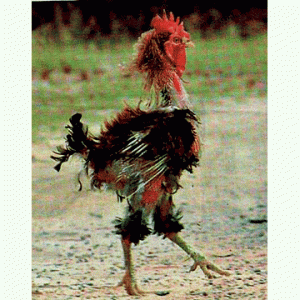 rooster.gif