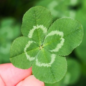 four-leaf-clover-royalty-free-image-1675977389.jpg