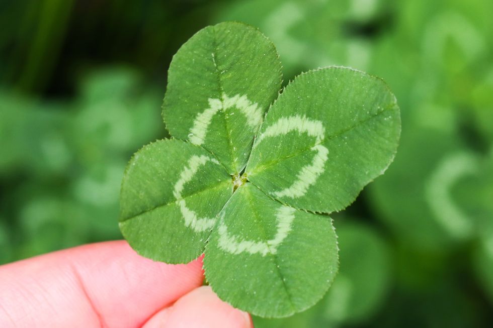 four-leaf-clover-royalty-free-image-1675977389.jpg