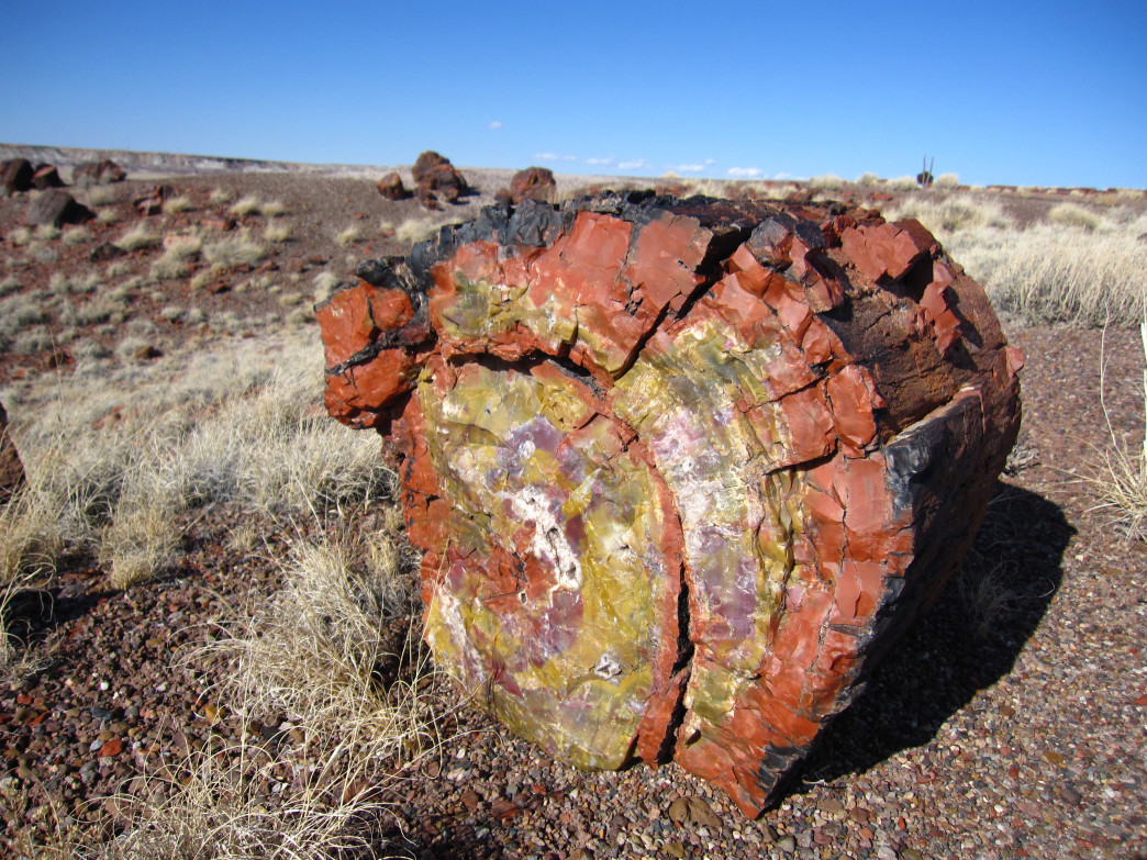 Petrified Wood