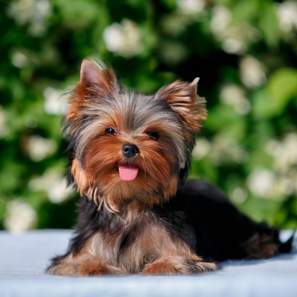 yorkie-puppies-600x600.jpg